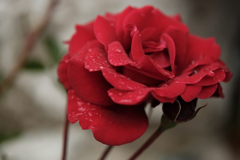 Photograph by Ekaterina