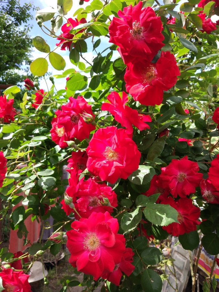 Photograph by Татьяна Телешенко