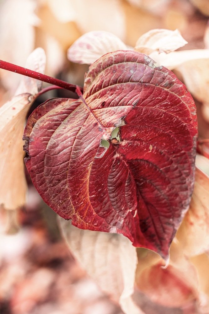 Фотография автора Lujza Stoklas