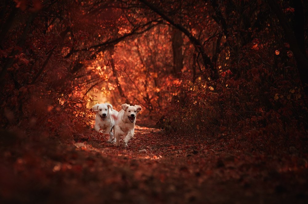 Первая прогулка.