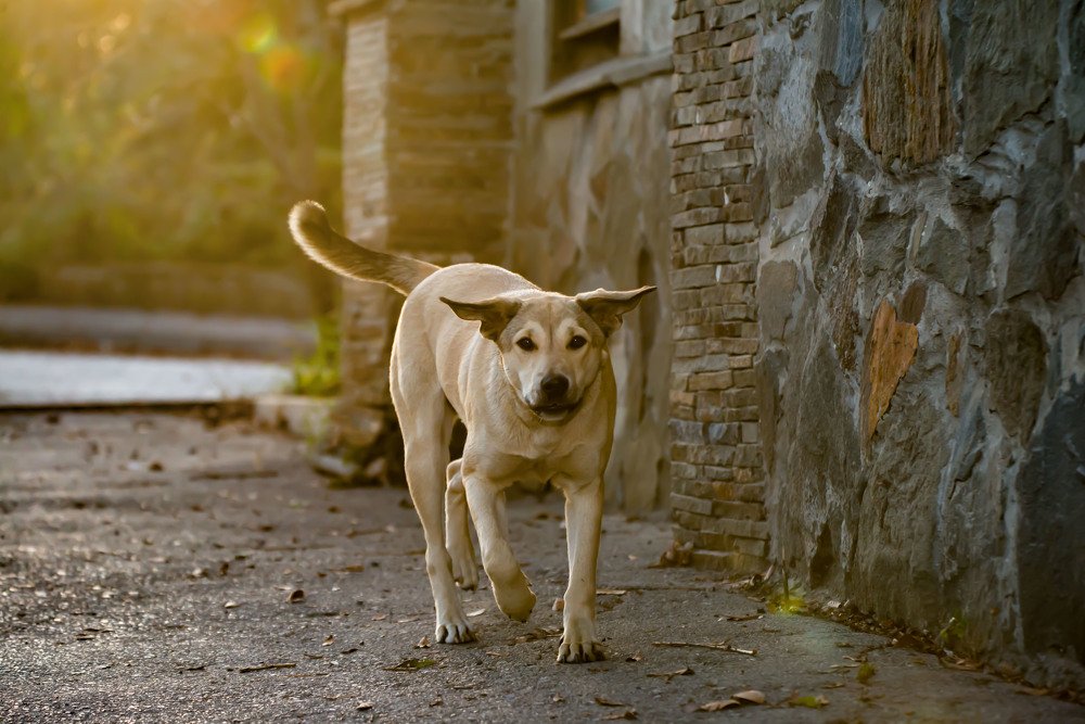 Не подходи ближе