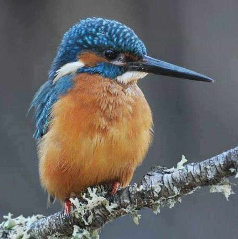 Kingfisher (ijsvogel)