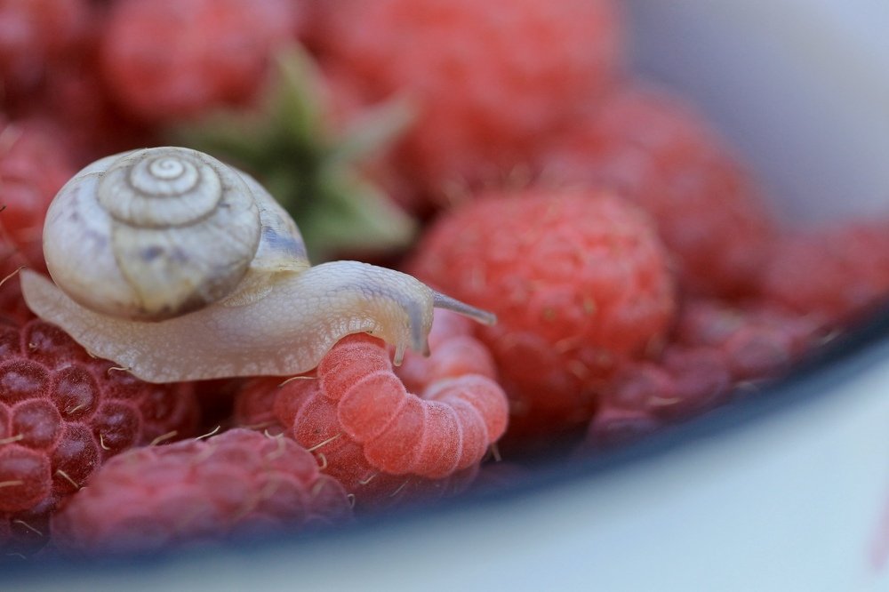 Photograph by Леунина Людмила