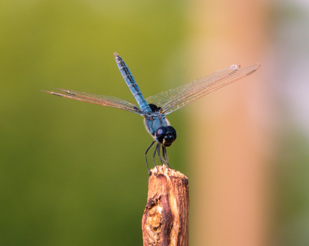 Photograph by kabirou mohamed