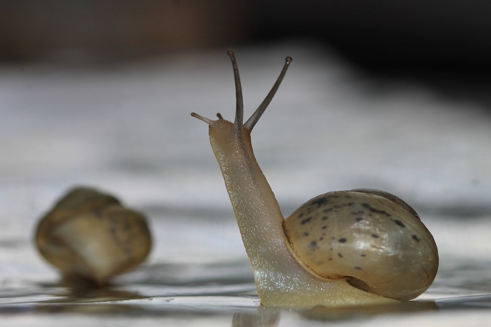 Photograph by Леунина Людмила