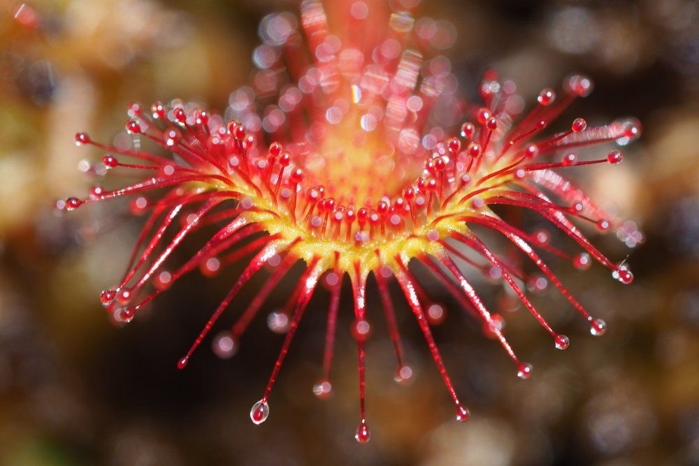 Росянка. Макросъемка