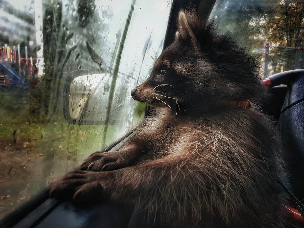 Хищный мудрец