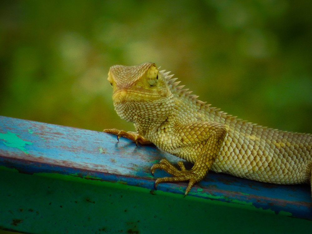 Photograph by Sumedh Patil