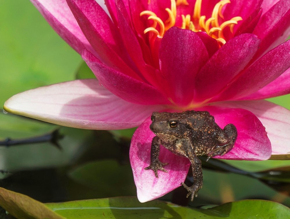 Две красотки