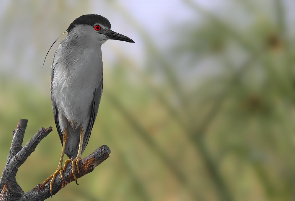 Фотография автора MOHAMED ISMAIL