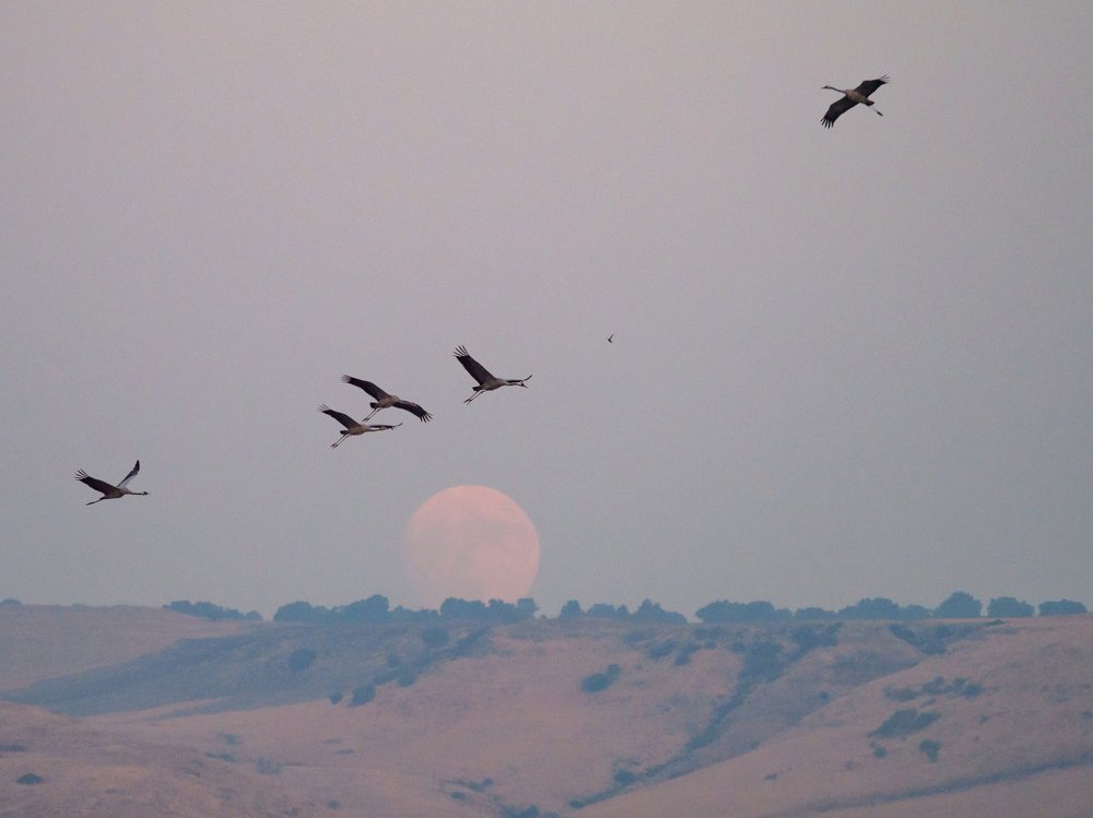 Photograph by Iryna Gurzhuyenko