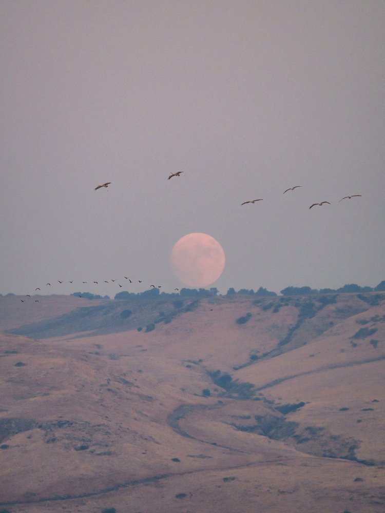 Photograph by Iryna Gurzhuyenko