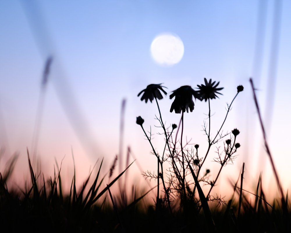 Ромашки под луной