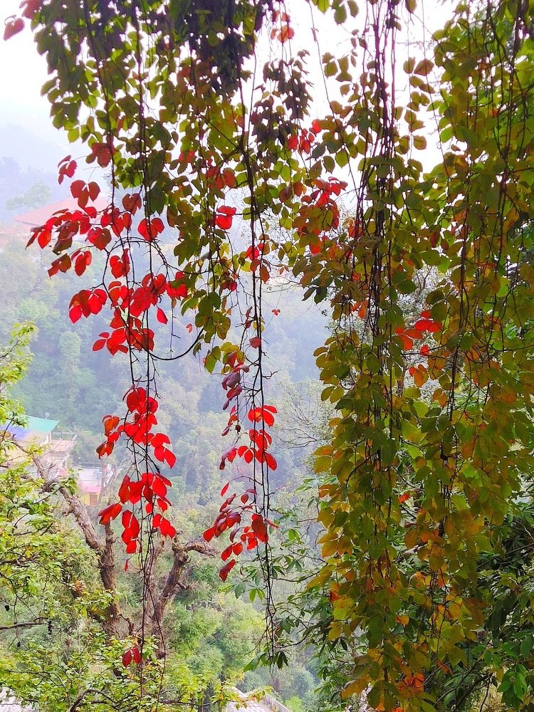 Flora the nature creation