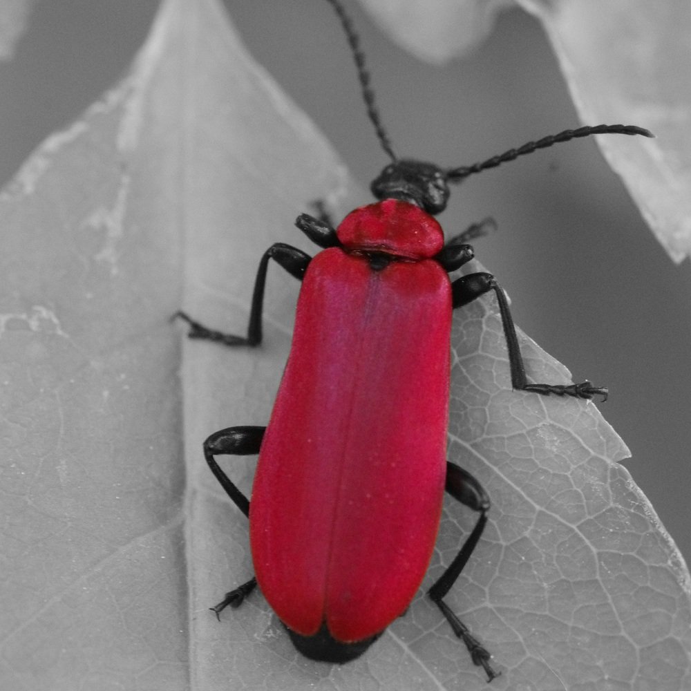 Photograph by Maurizio