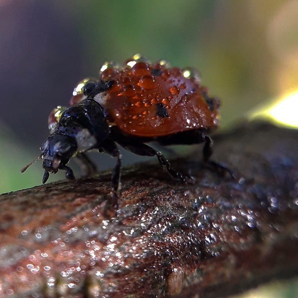 Летний дождь...