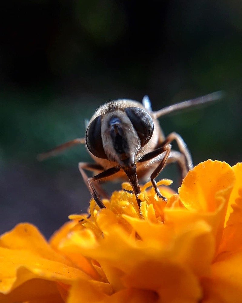 Пир у пчелы.