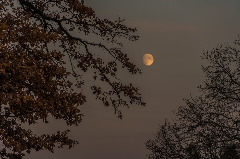Фотография автора Cornelia Ghergut