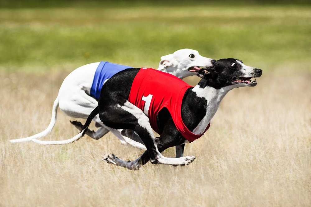 Photograph by Ольга Хазай