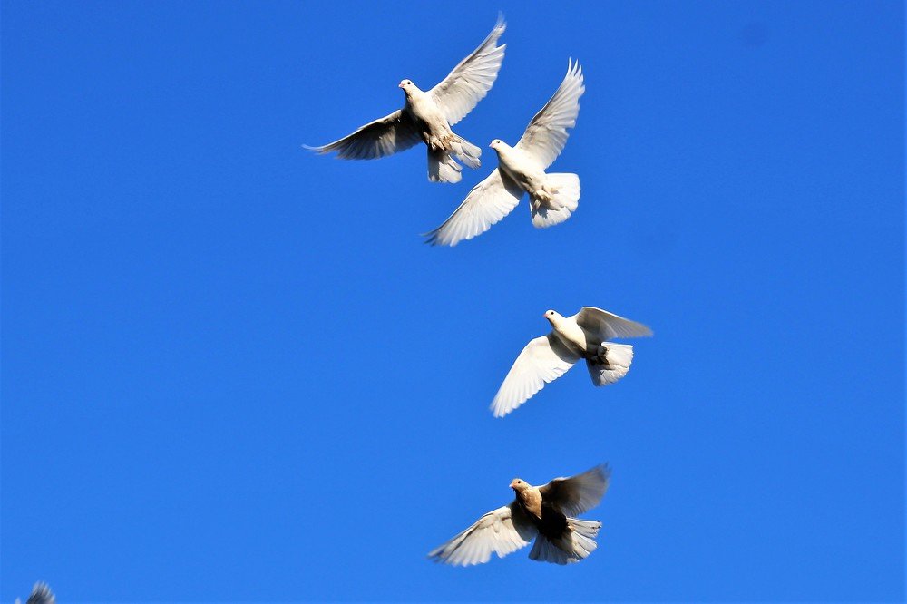 Photograph by CEM OĞUZ VUR