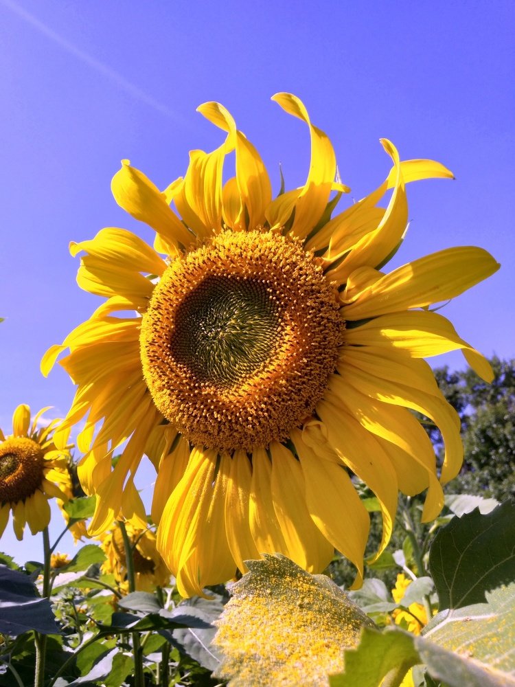 Photograph by Ирина Корабельникова