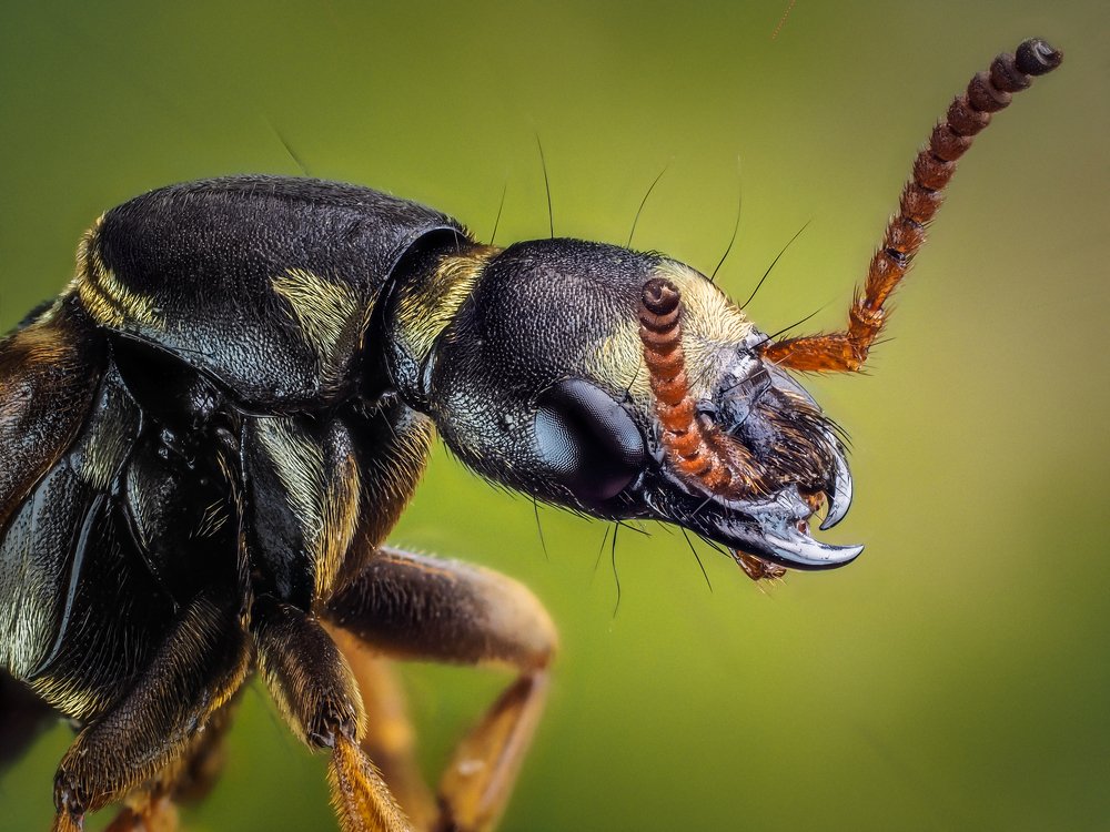 СТАФИЛИН ВЕЛИКОЛЕПНЫЙ