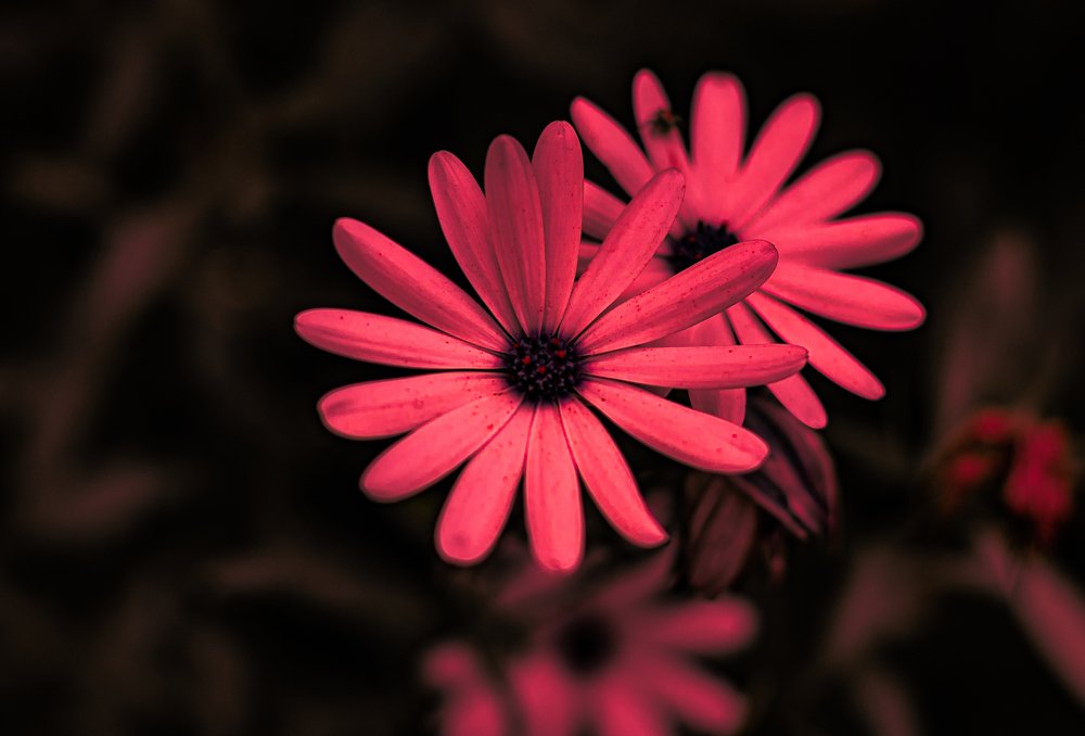 Photograph by Людмила Казак