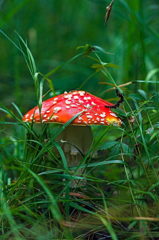 Фотография автора Владимир Эделев