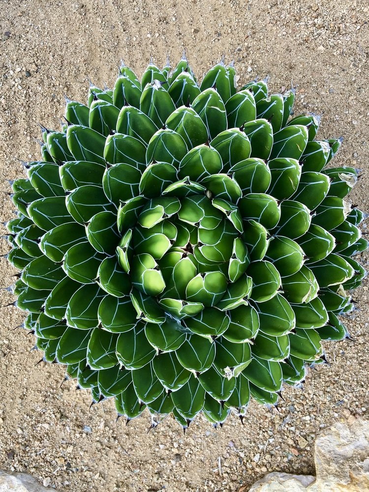 Photograph by TATIANA KONIK