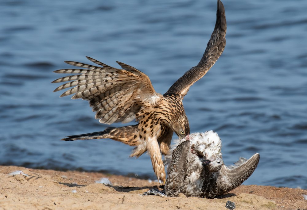 Хищные танцы