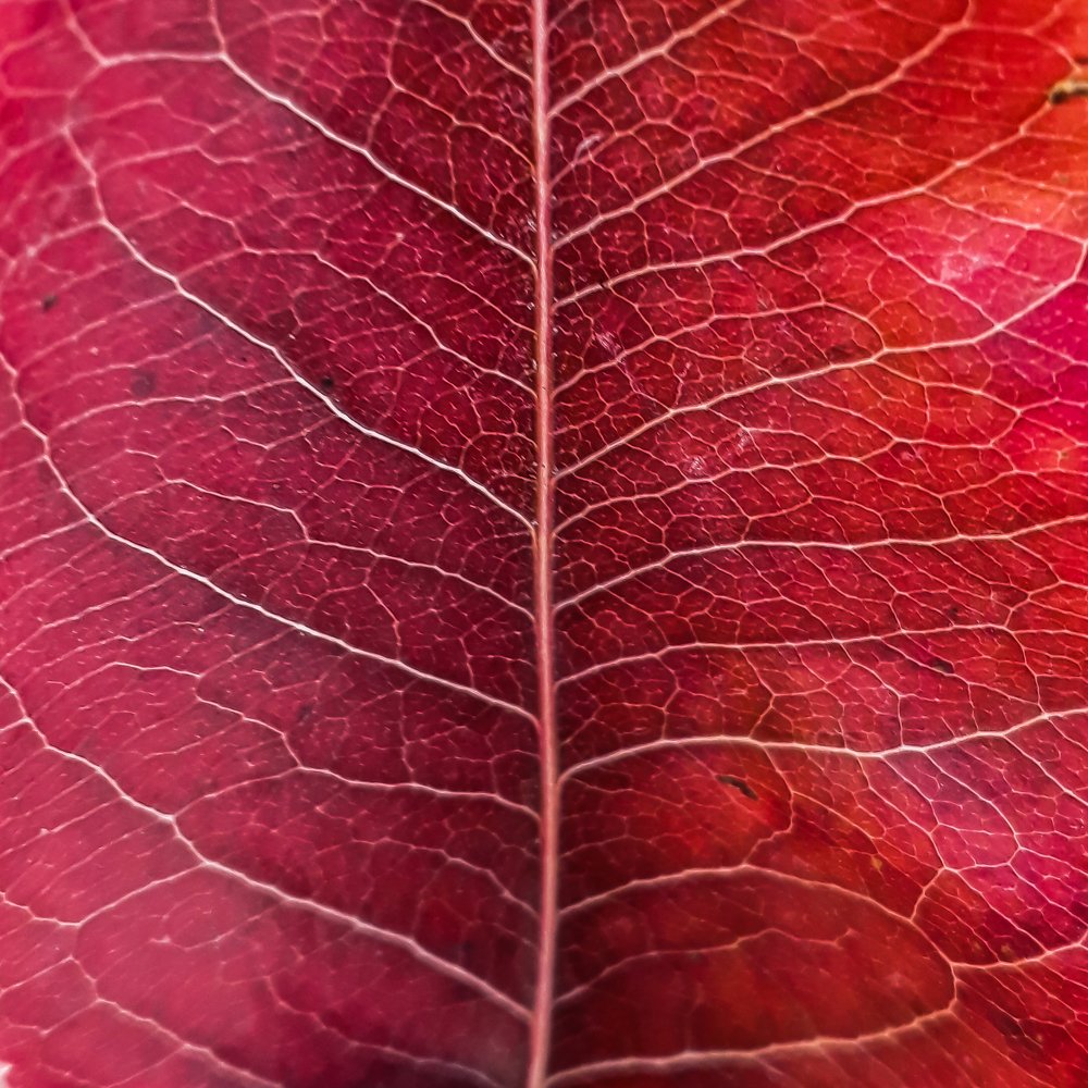 Фотография автора Alipour mohammad