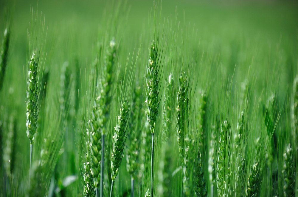 Фотография автора Teglaş Marin