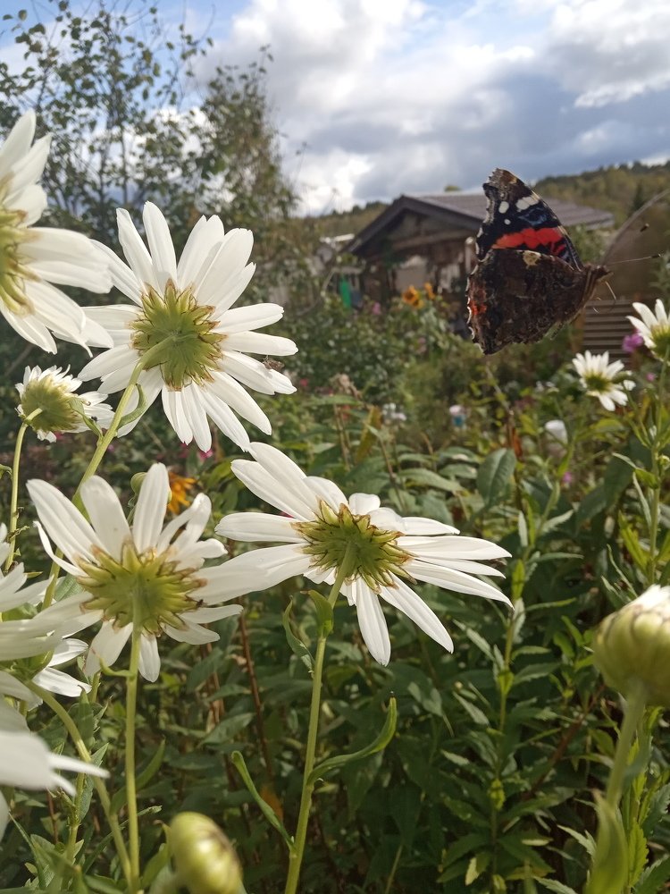 Photograph by Любовь Шаврина