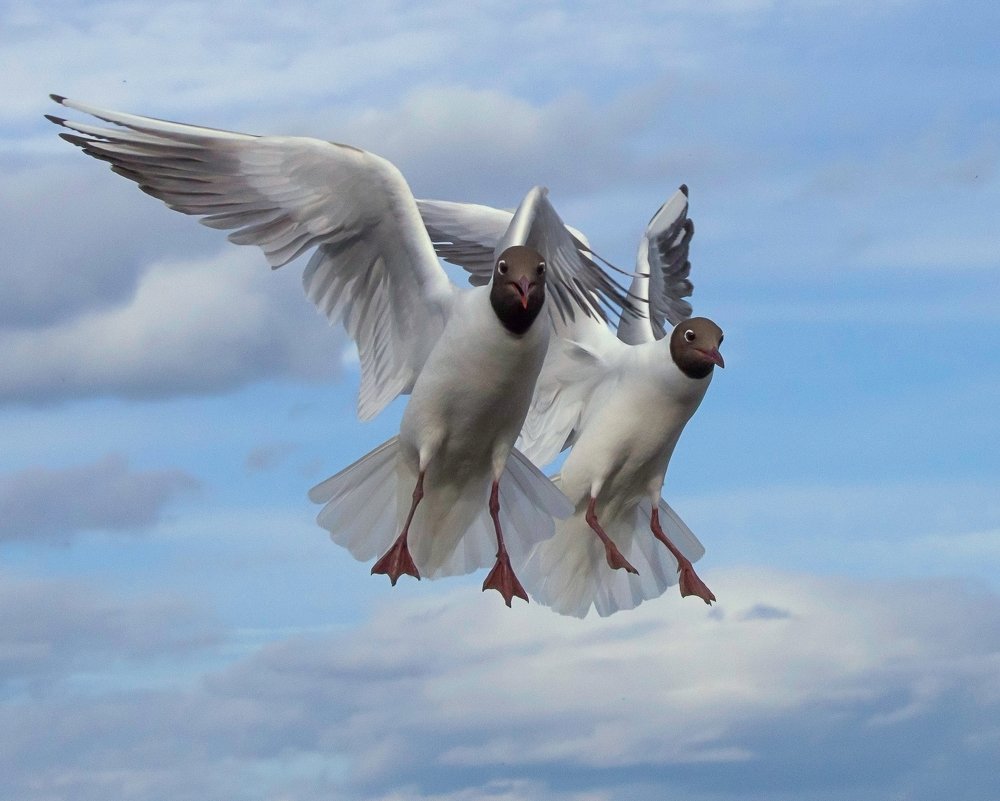 Синхронный полет