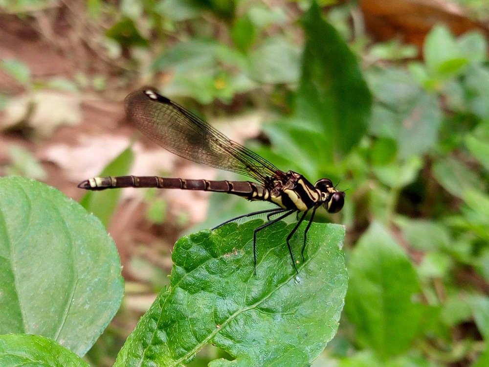 Insect on leaf
