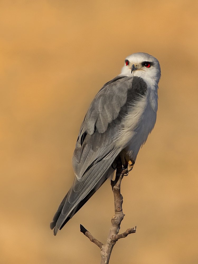 Photograph by Ramin Najafi