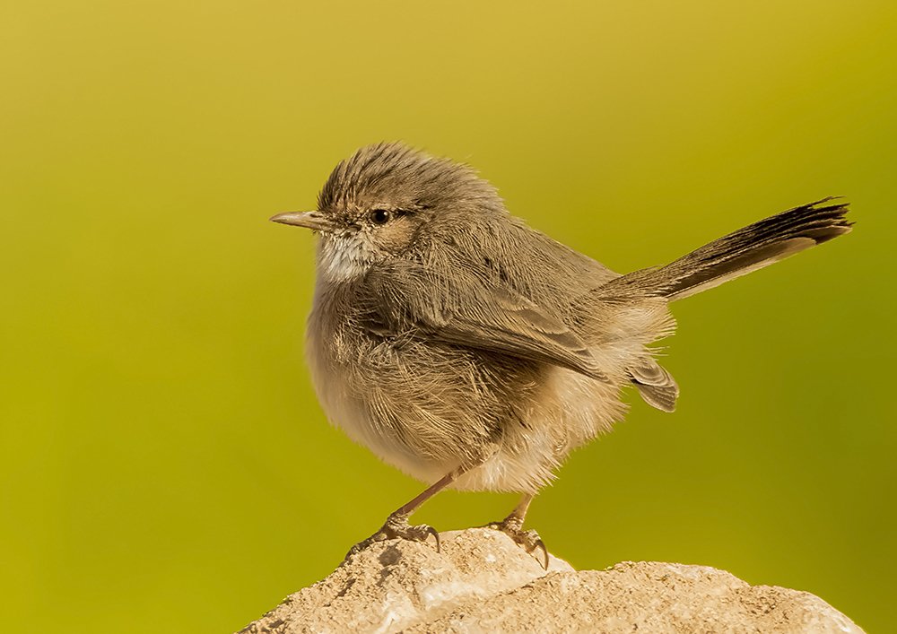 Photograph by Ramin Najafi