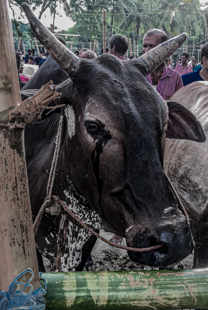 Photo #3869526