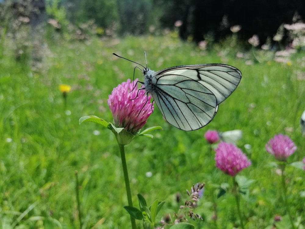 Photograph by Елизавета Синица