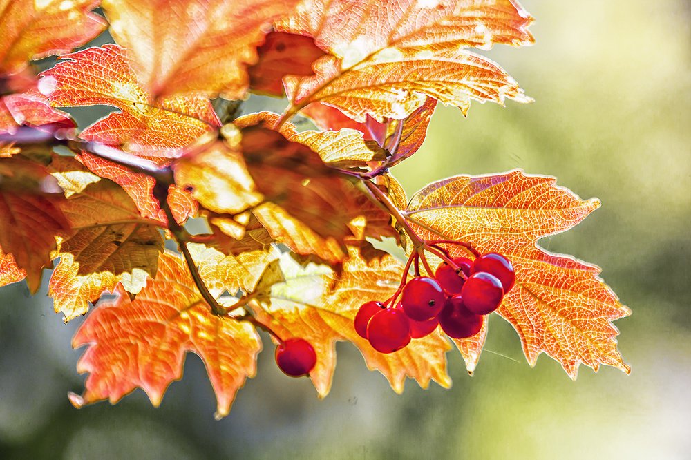 калина красная. калина вызрела...