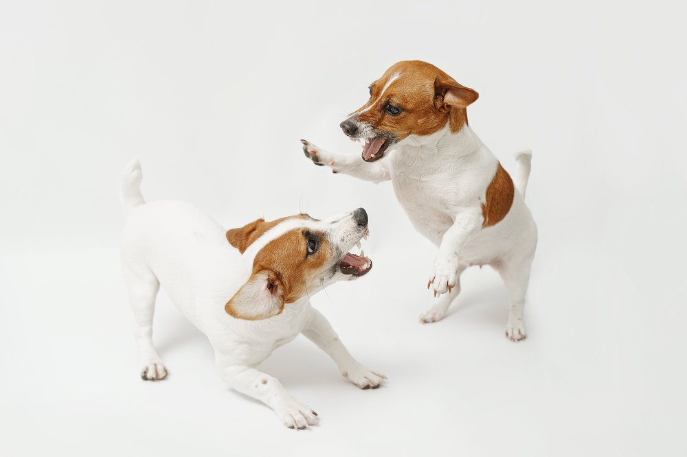 МИЛЫЕ БРАНЯТСЯ — ТОЛЬКО ТЕШАТСЯ