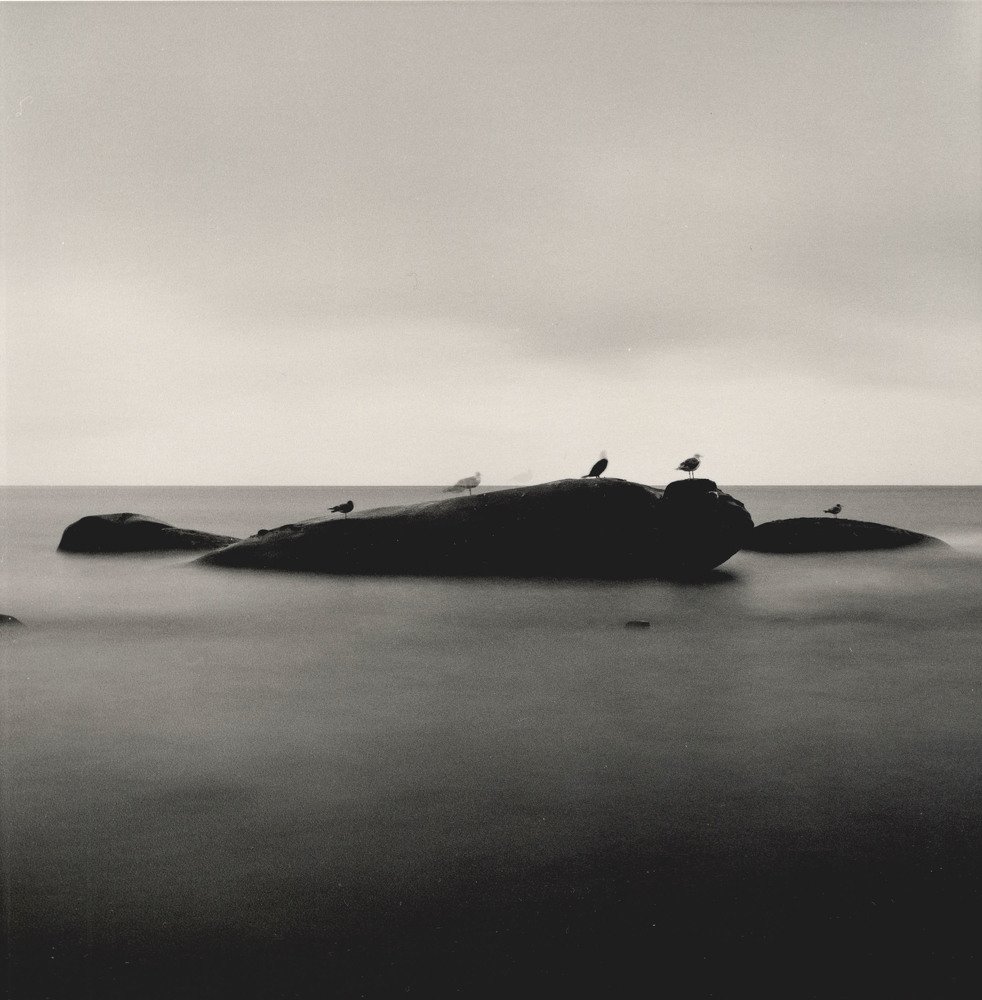 Birds appear, play and disappear