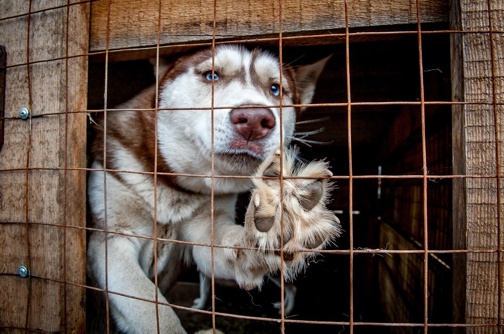 Пустите поиграть