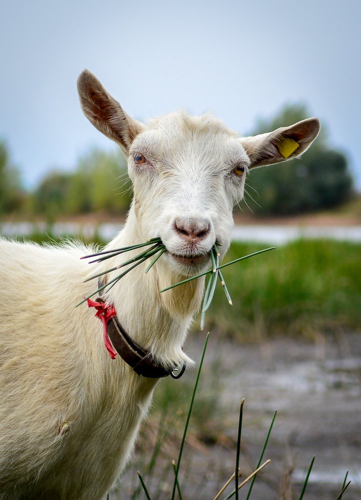 Вкусный камыш