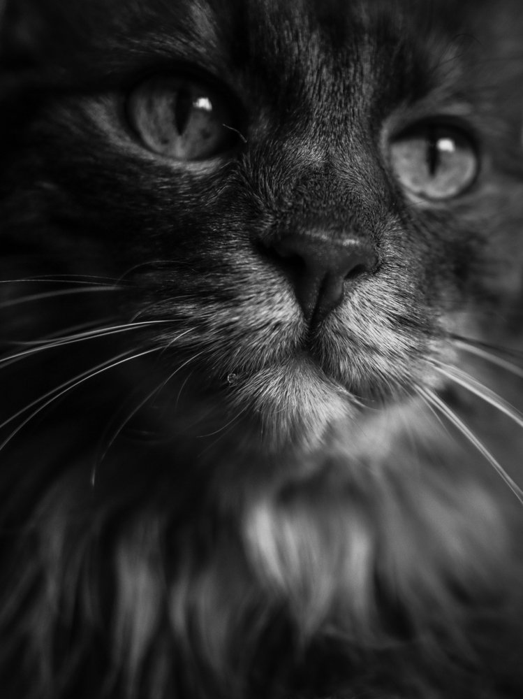 Photograph by Георгий Акопджанов