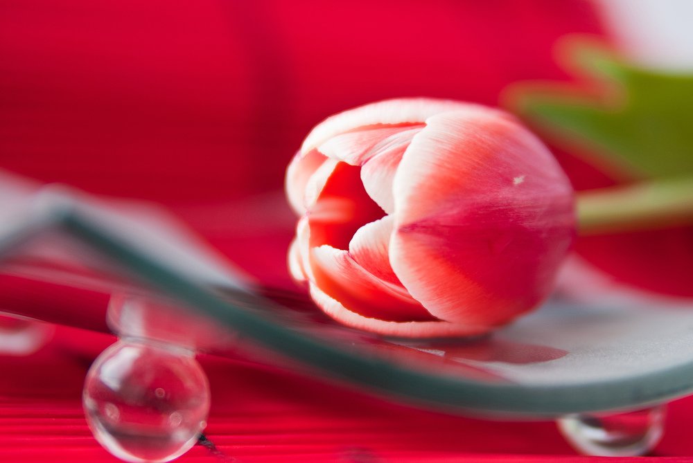 Фотография автора Анна Кирьякова