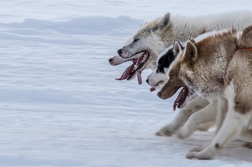 Photograph by Antoine Buttafoghi