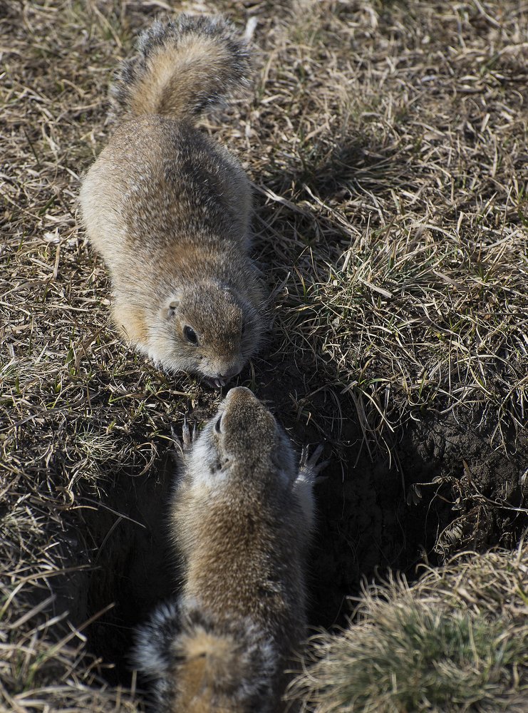 Нежный поцелуй.