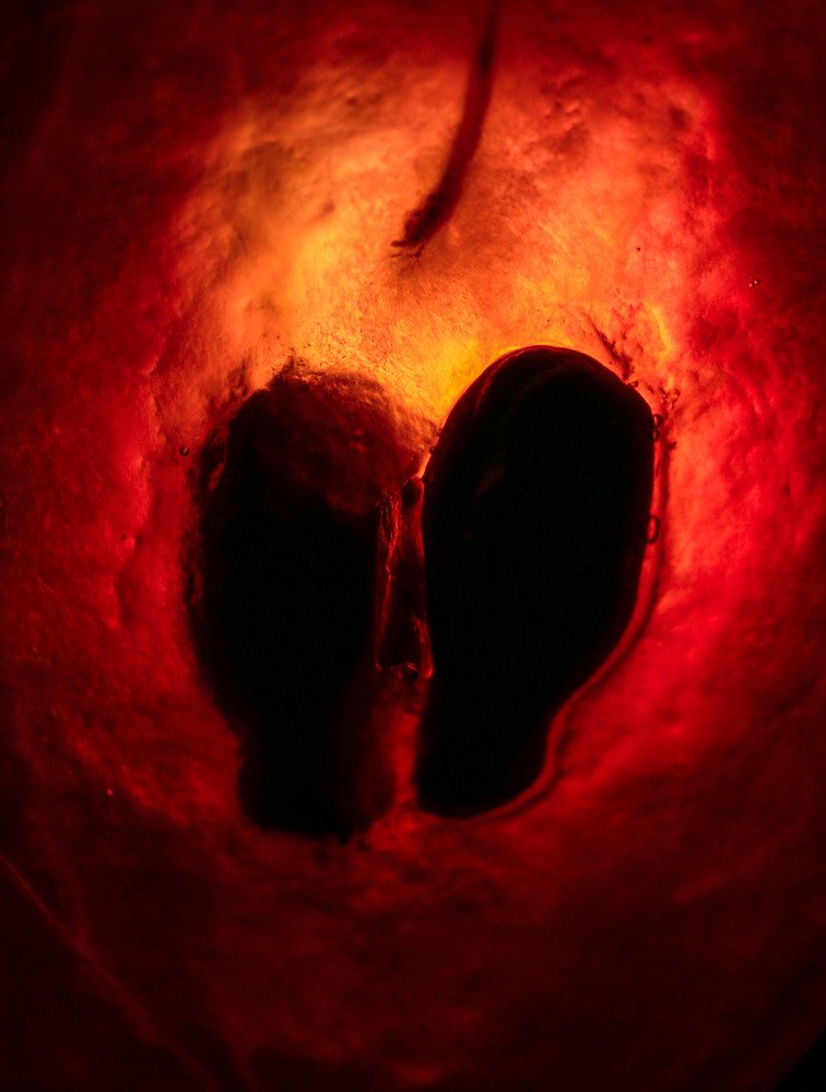 Фотография автора arabzadeh hossein