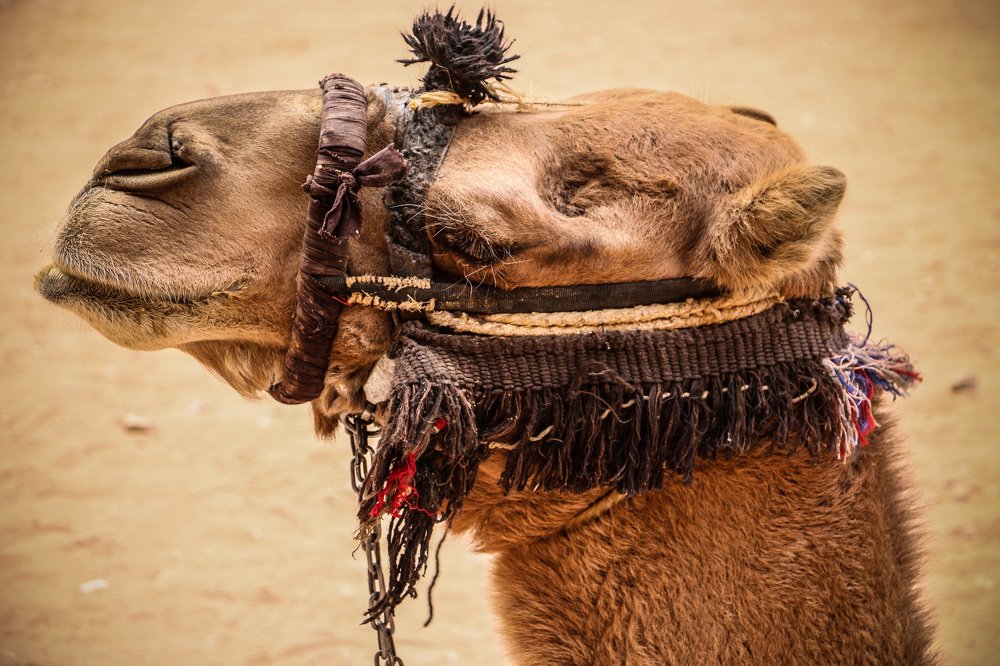 Photograph by Luai Al-Adham